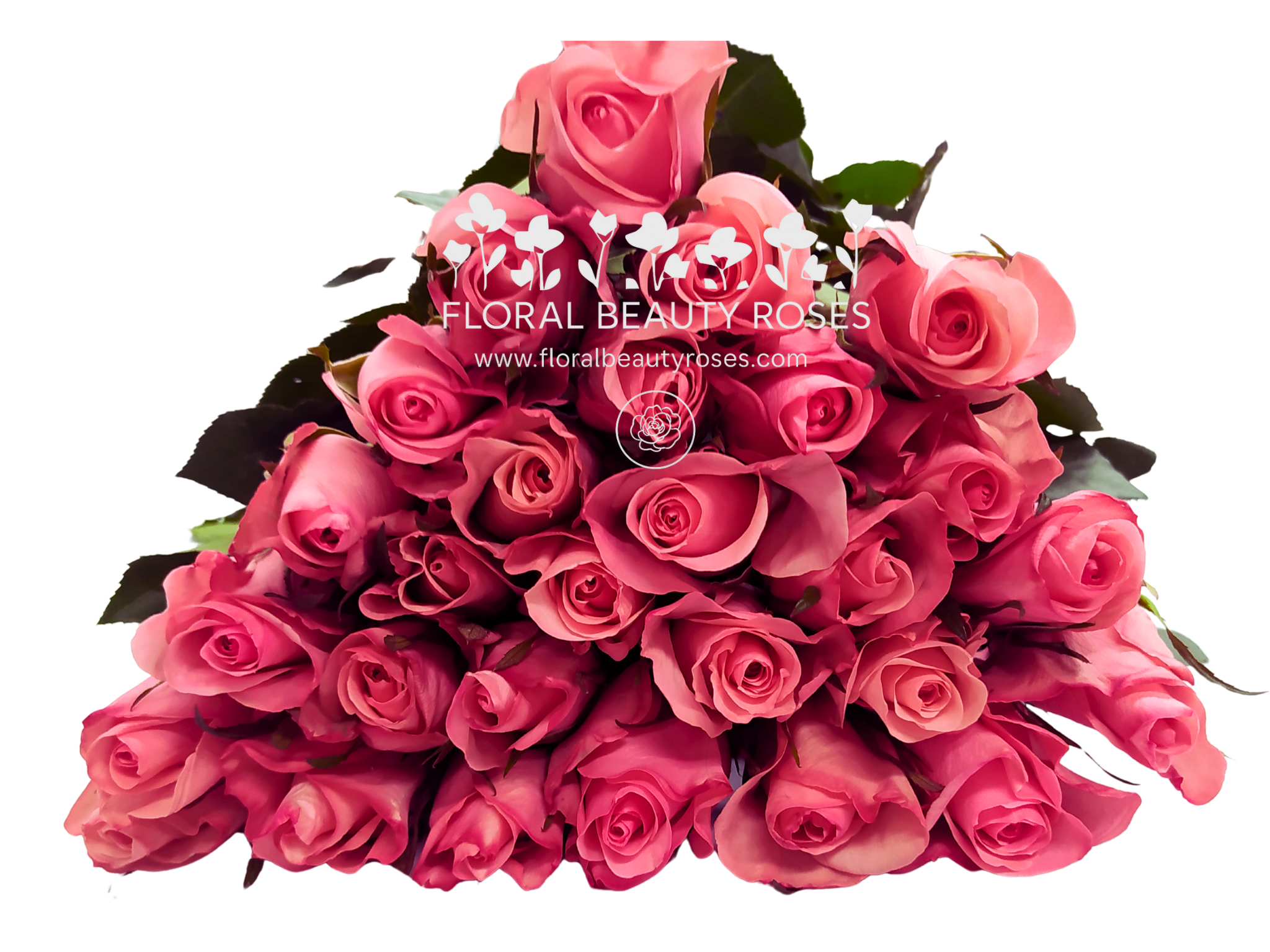 High Bonita Rose