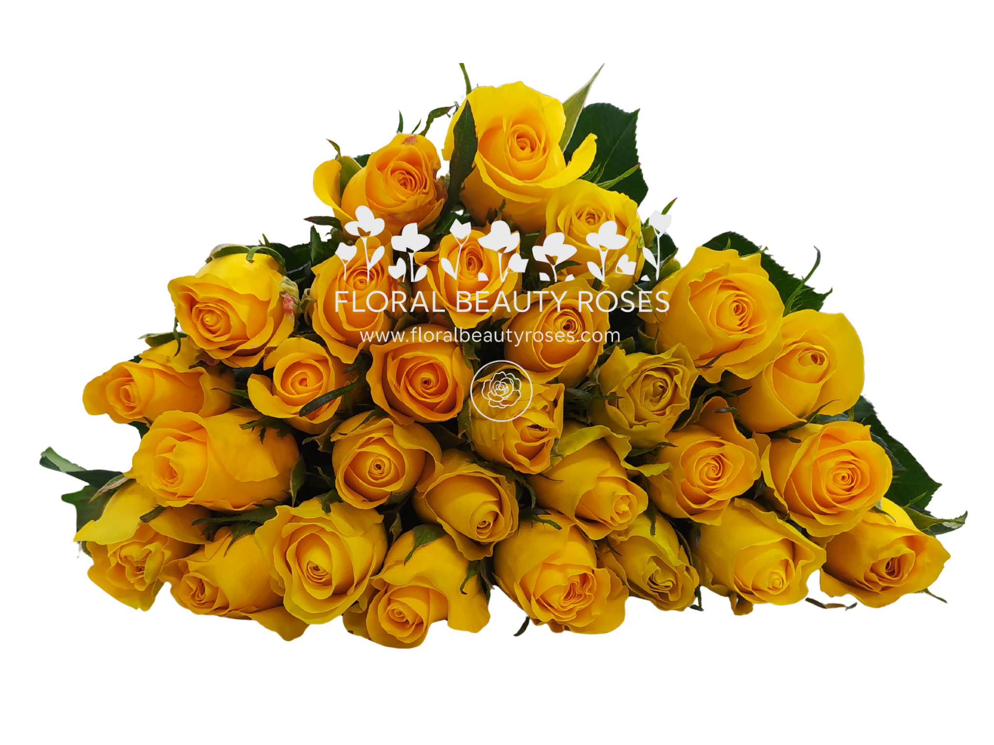 Yellow Rose